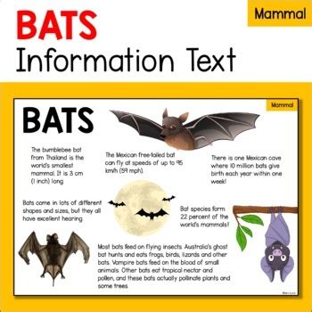 蝙蝠 飛進家裡|蝙蝠資訊站 Bats information about Taiwan